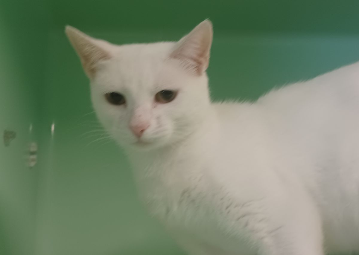 Gallery image: Pearl