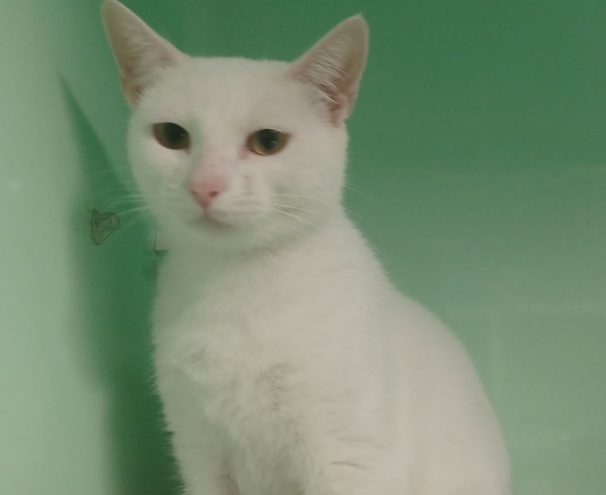 Gallery image: Pearl