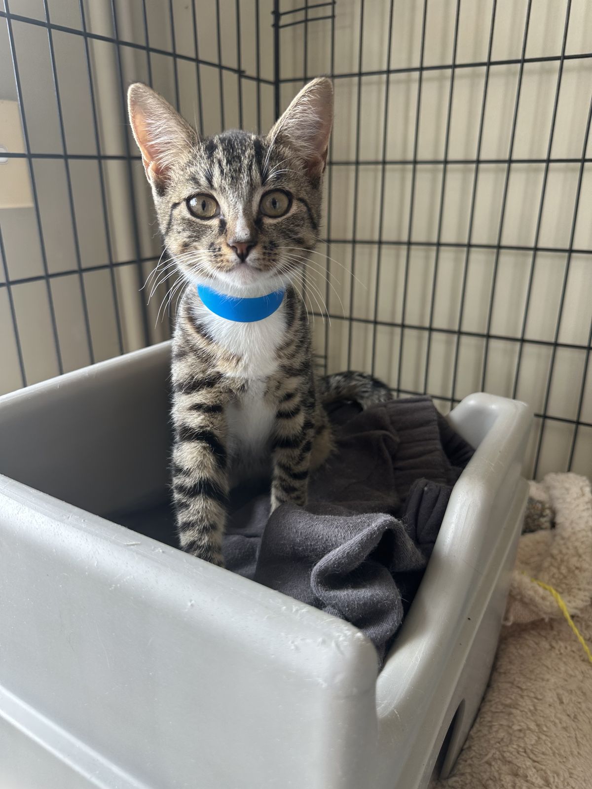 Gallery image: Lichen