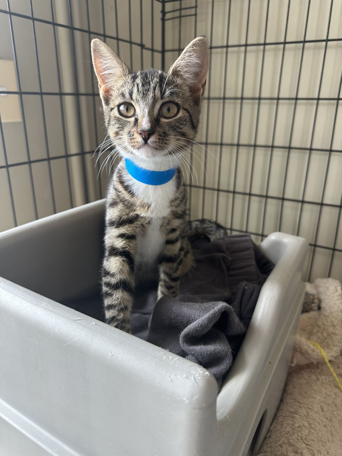 Gallery image: Lichen