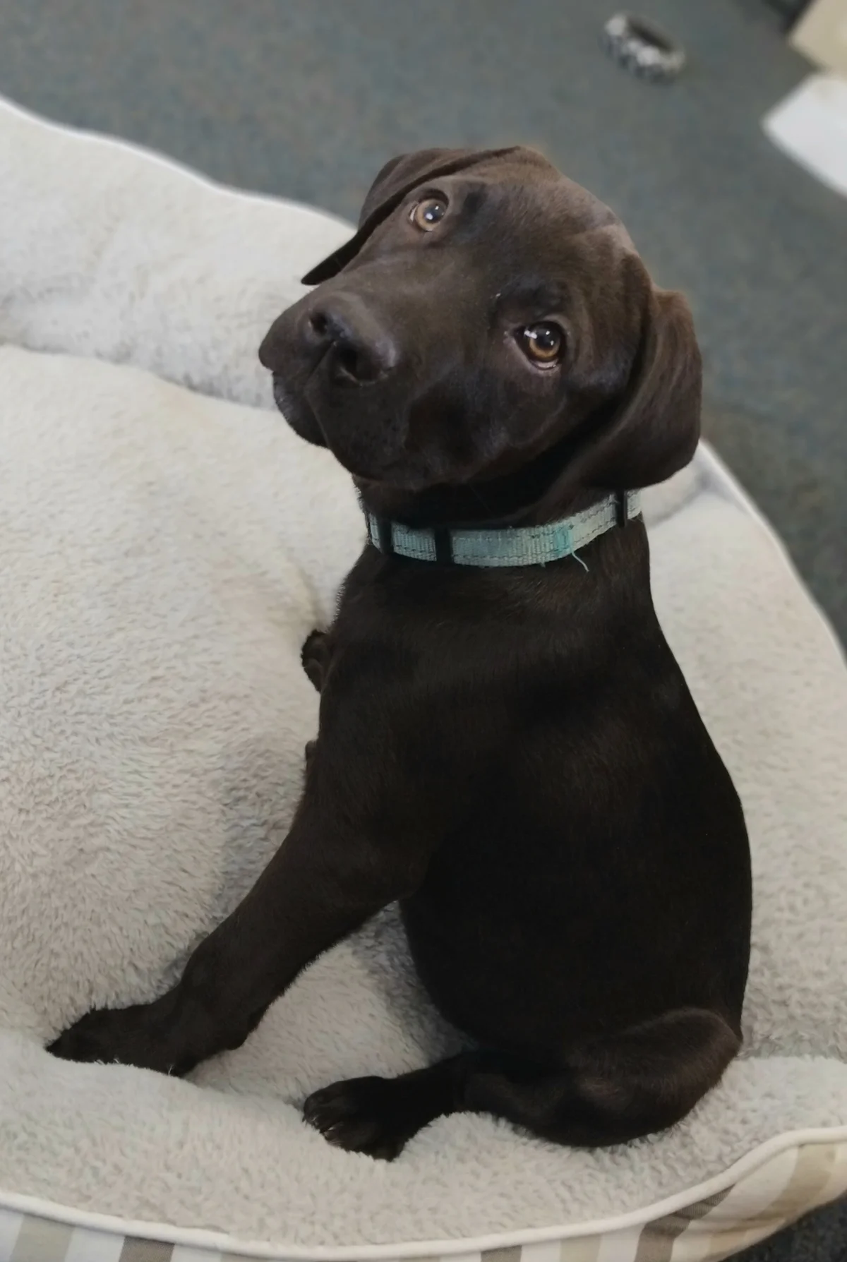 Gallery image: Violet