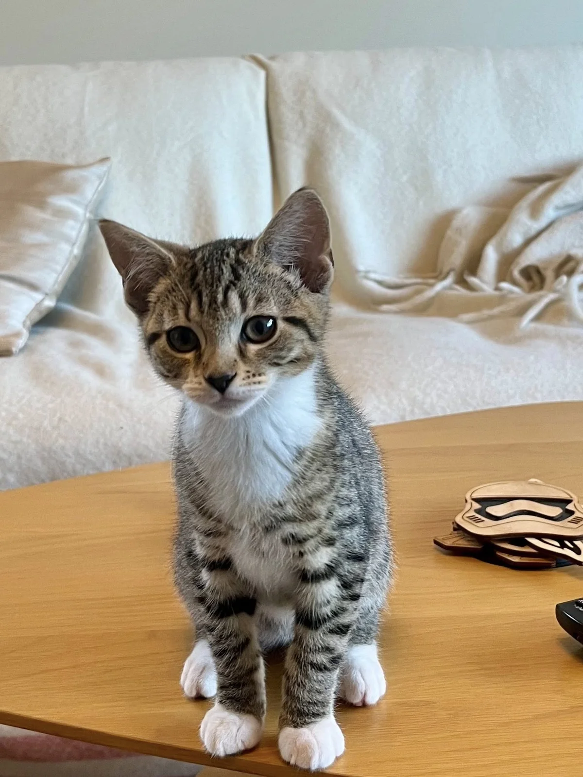 Gallery image: Tabitha