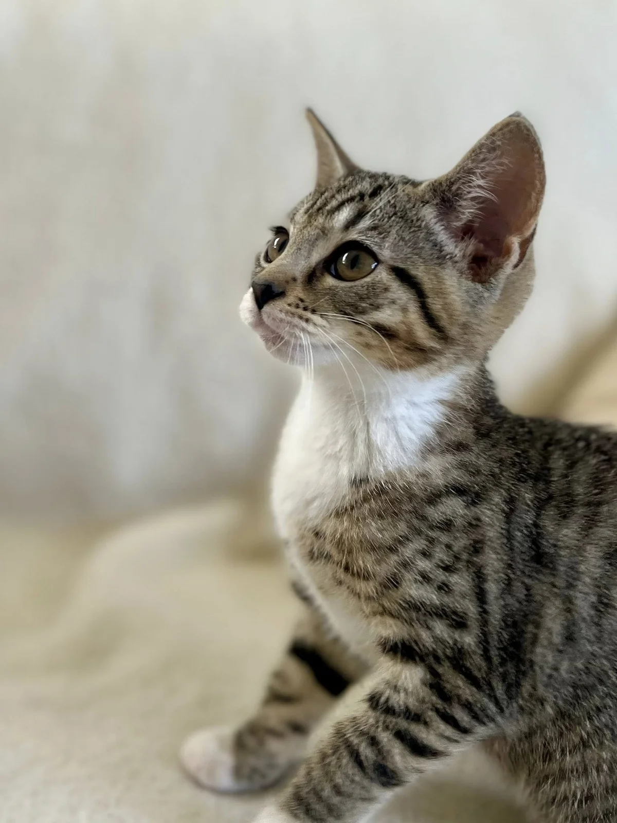 Gallery image: Tabitha