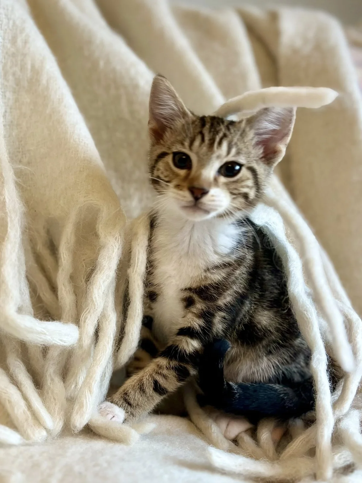 Gallery image: Vince