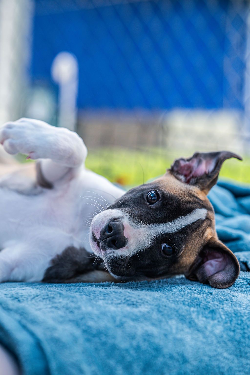 Gallery image: Tessa