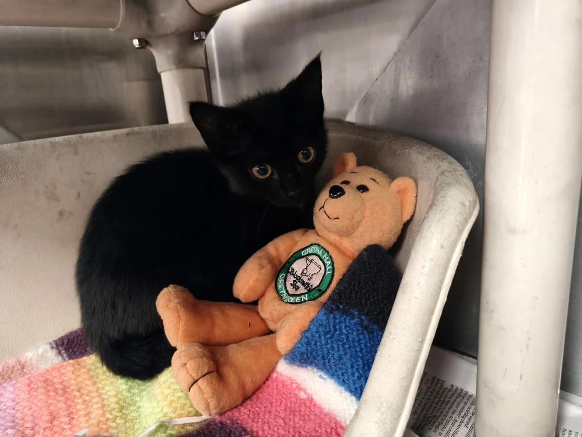 Gallery image: Apollo