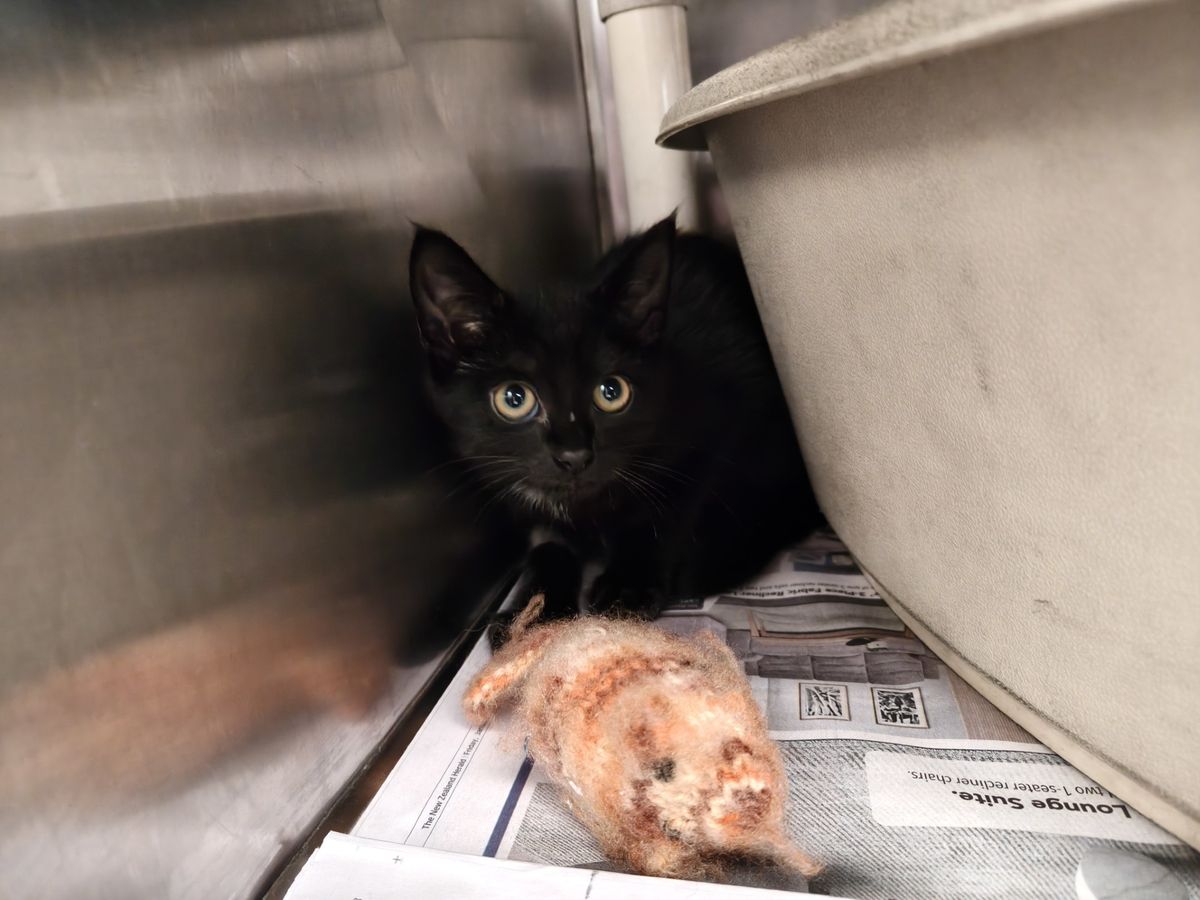 Gallery image: Apollo