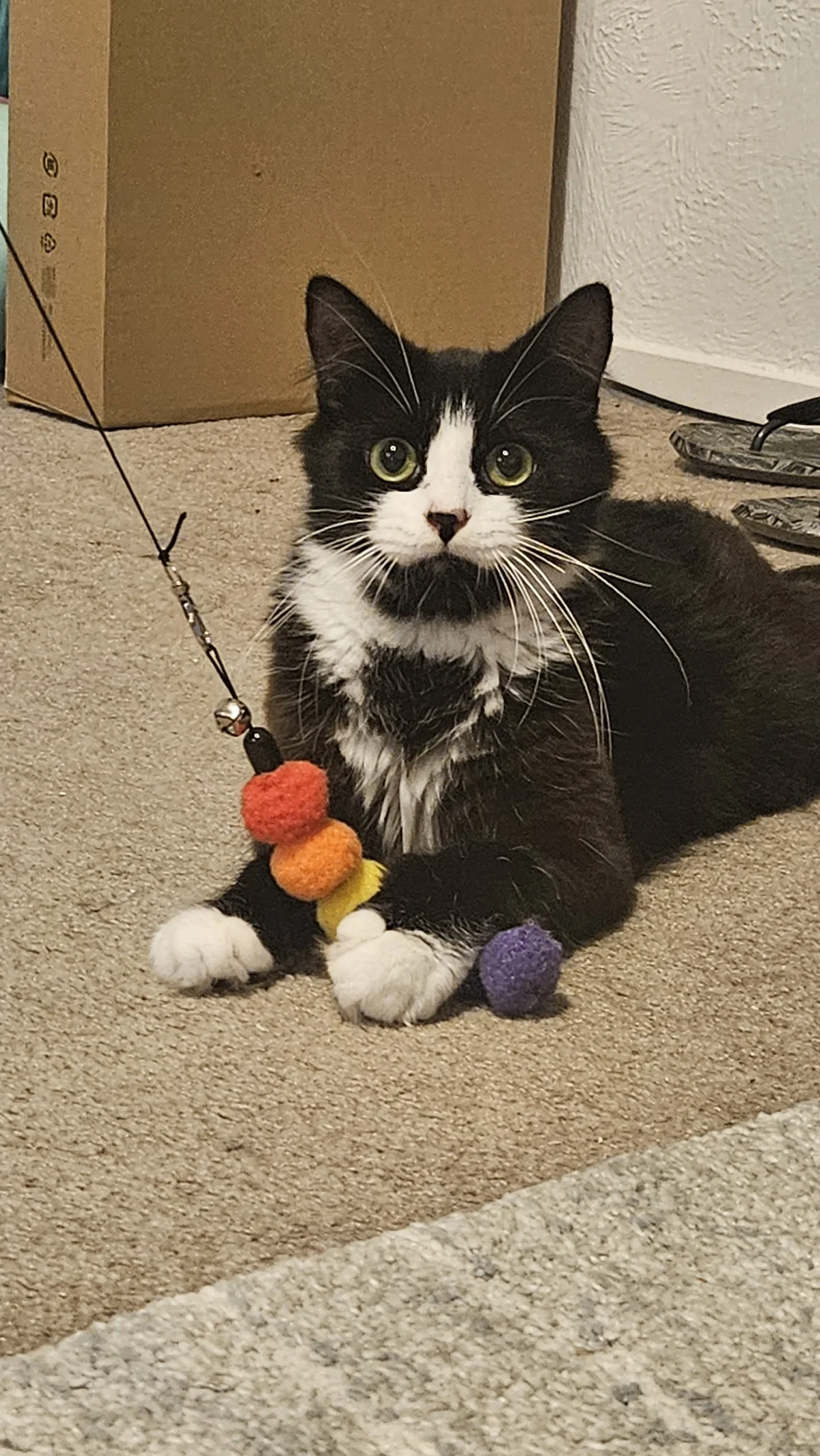 Gallery image: Molly Momo