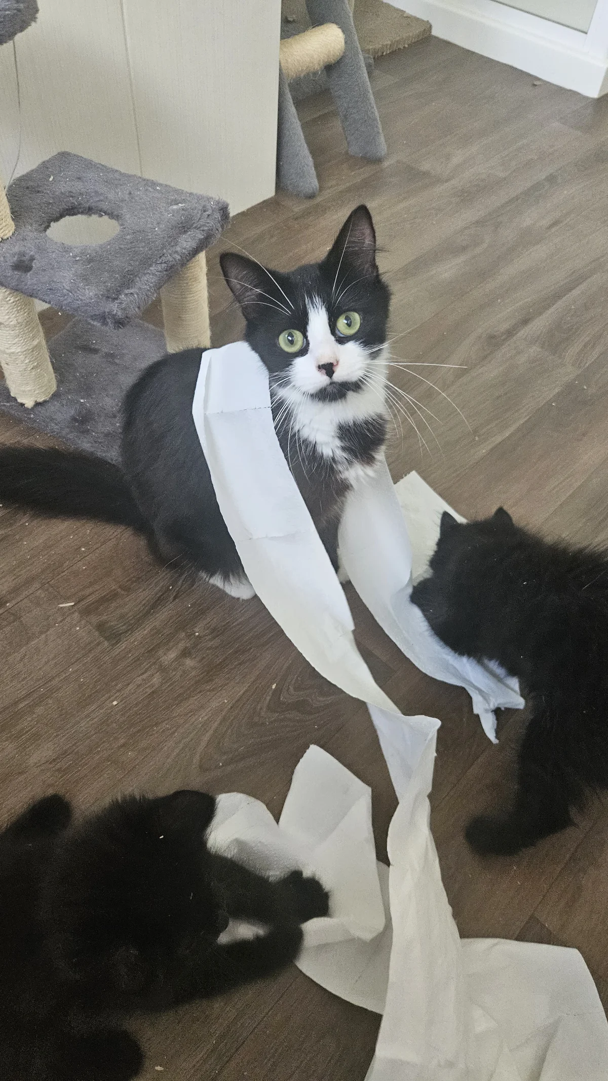 Gallery image: Molly Momo