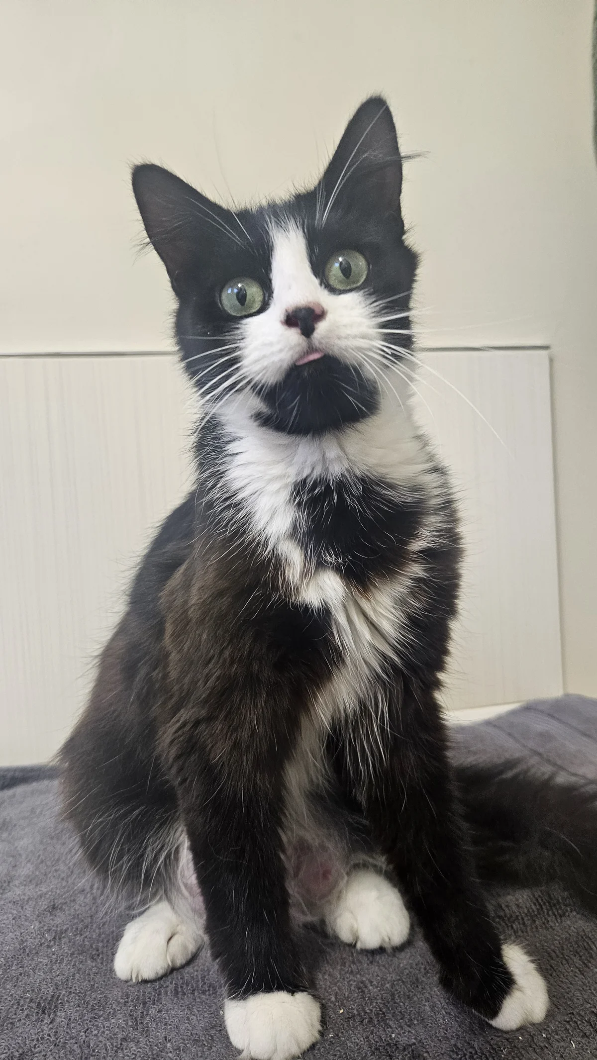 Gallery image: Molly Momo