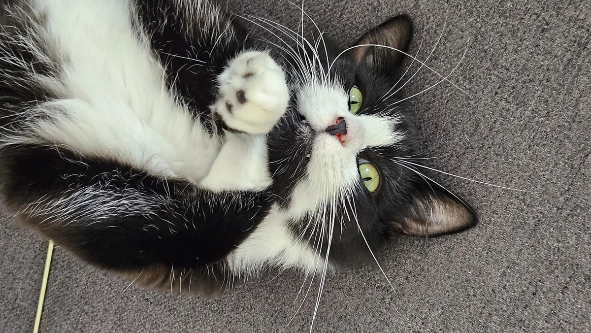 Gallery image: Molly Momo