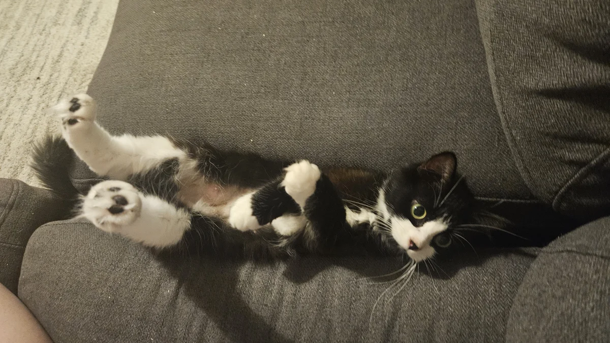 Gallery image: Molly Momo