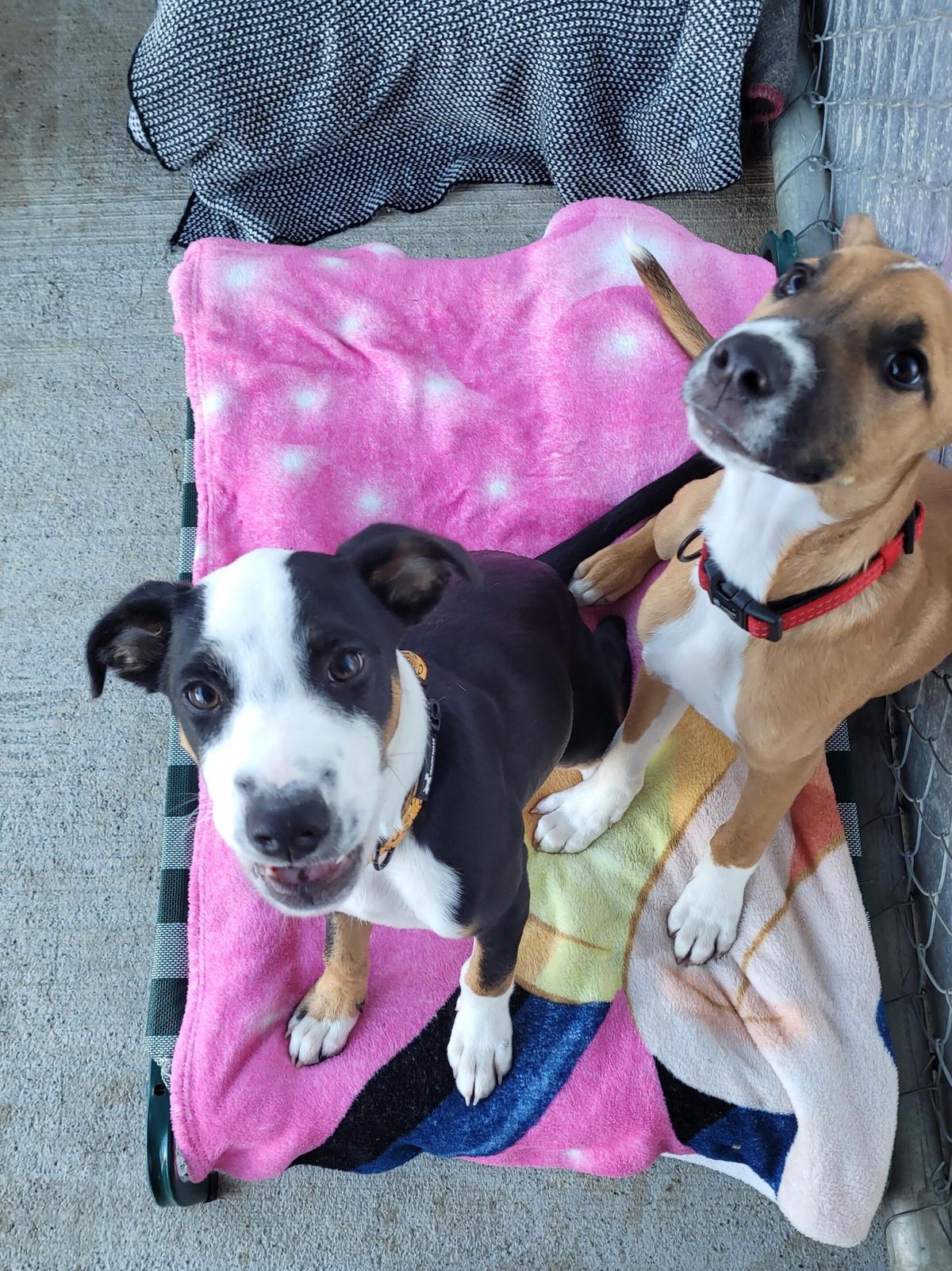 Gallery image: Dijon