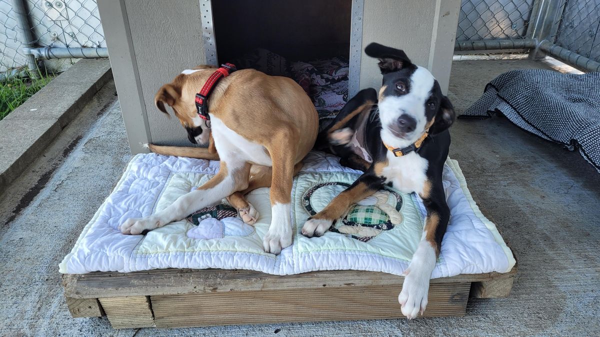 Gallery image: Dijon