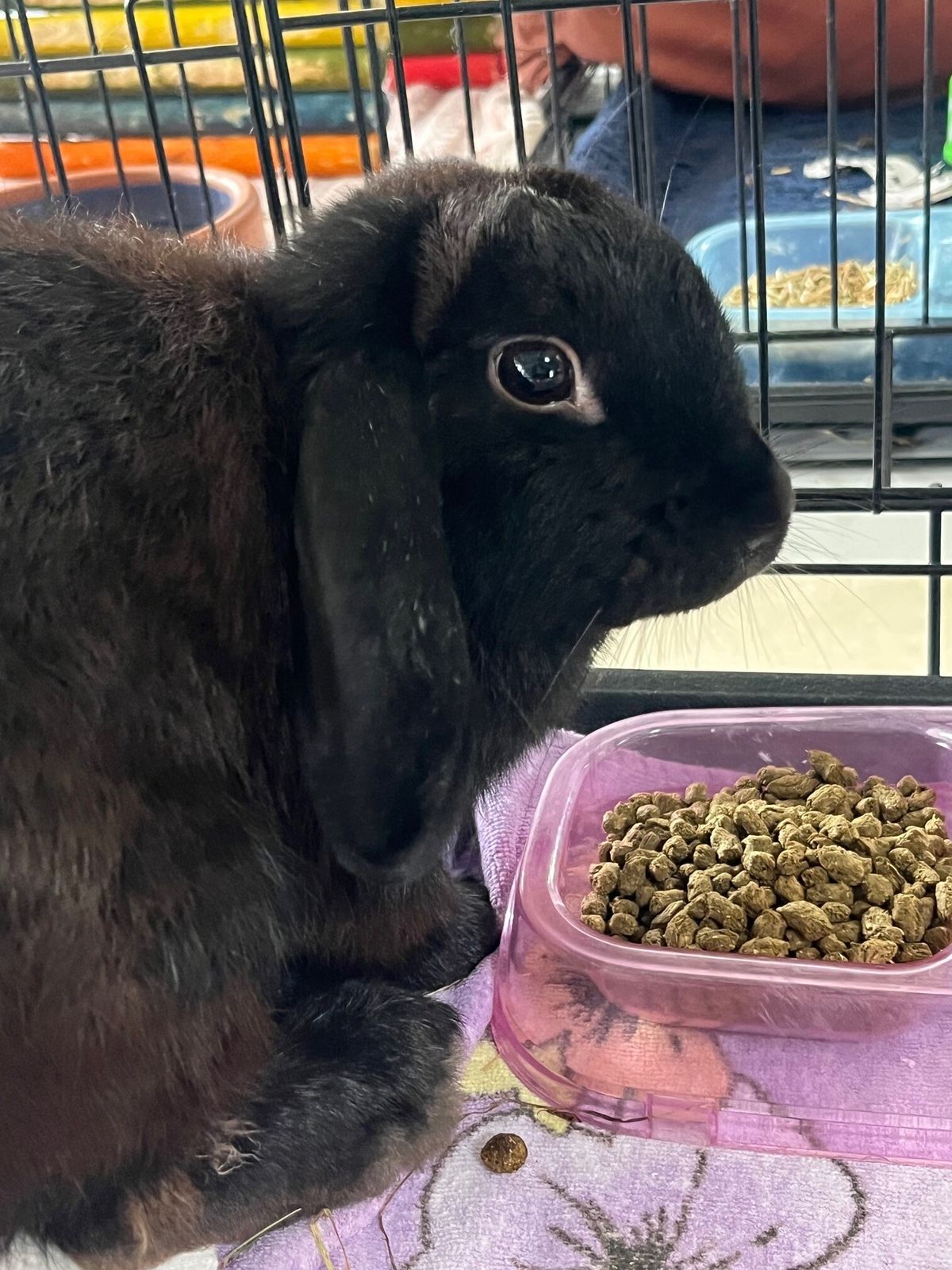 Gallery image: Truffle 