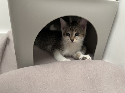 Van - Domestic Short Hair