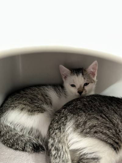 Vid - Domestic Short Hair