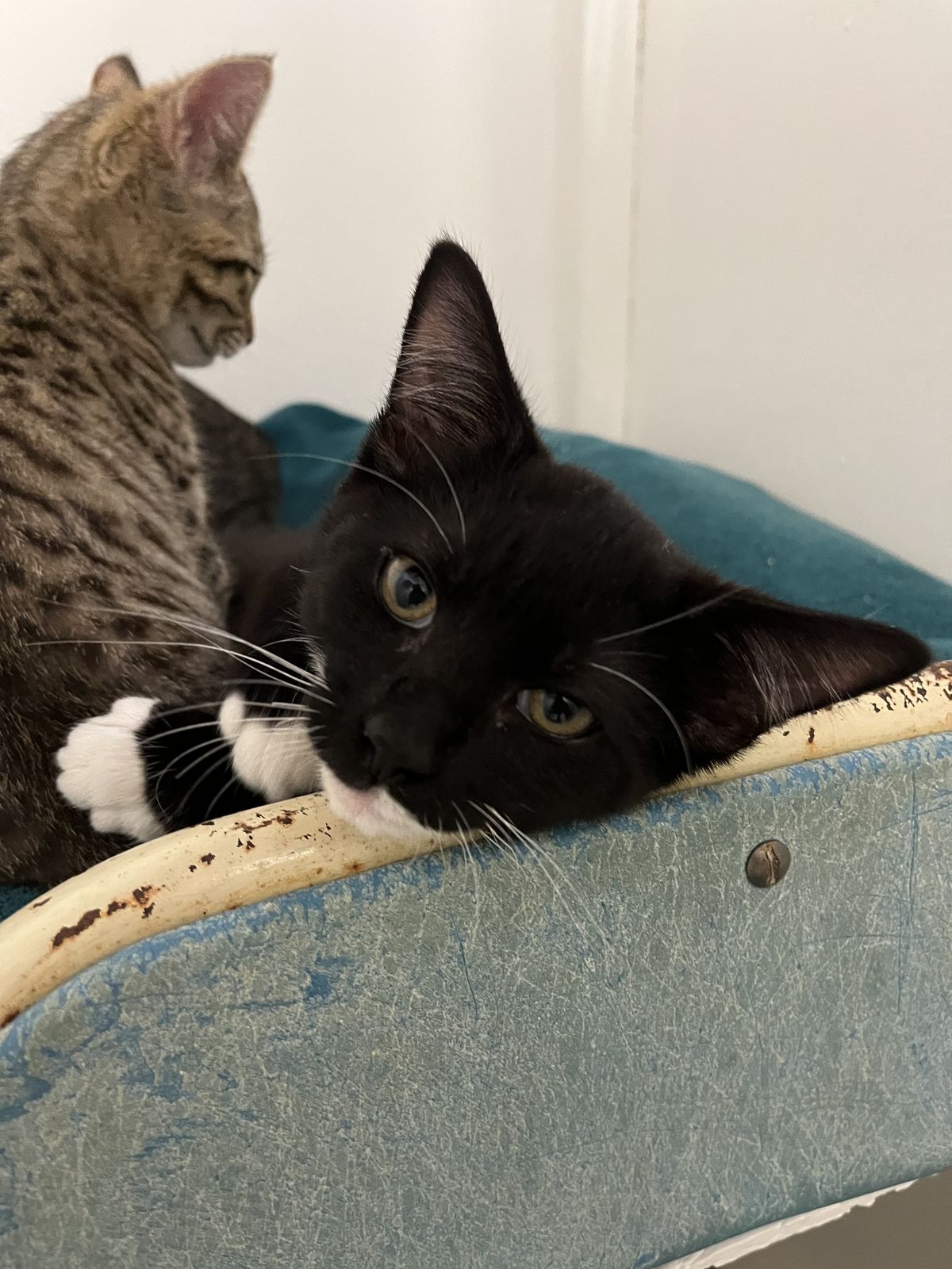 Gallery image: Afghan