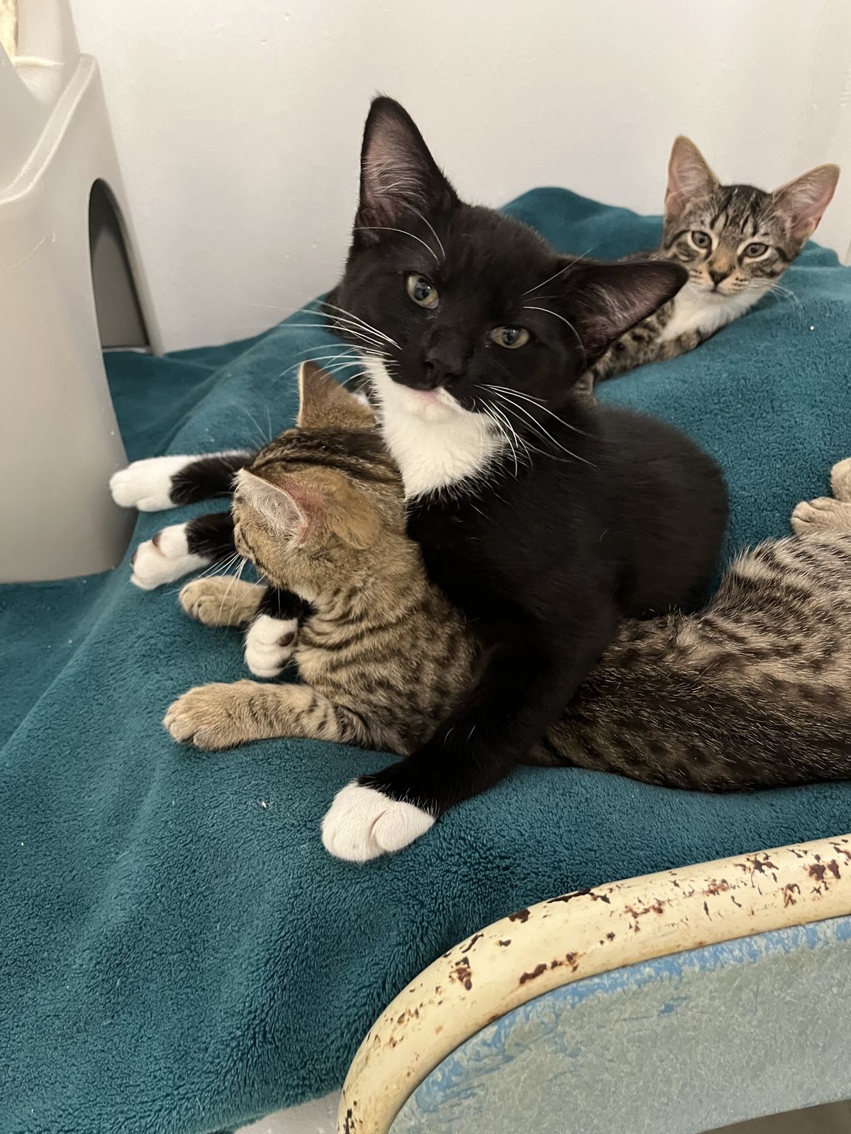 Gallery image: Afghan