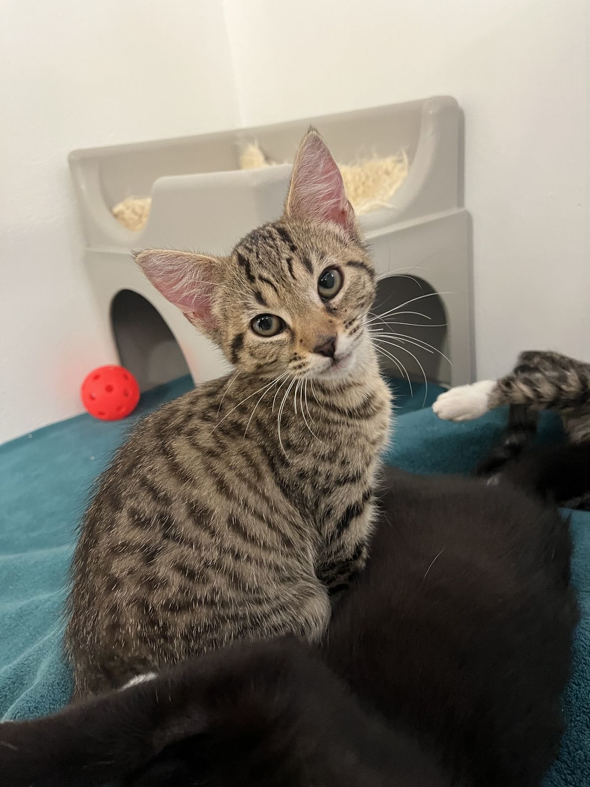 Gallery image: Honey 