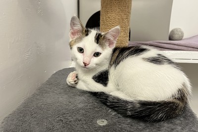 Luke - Domestic Short Hair