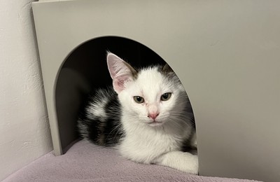 Draco - Domestic Short Hair