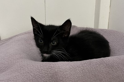 Polly - Domestic Short Hair