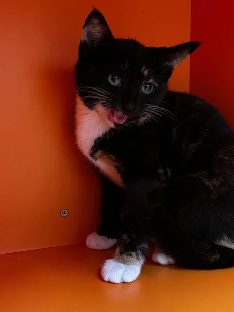 Gallery image: Candy