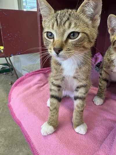 Nissan - Domestic Short Hair