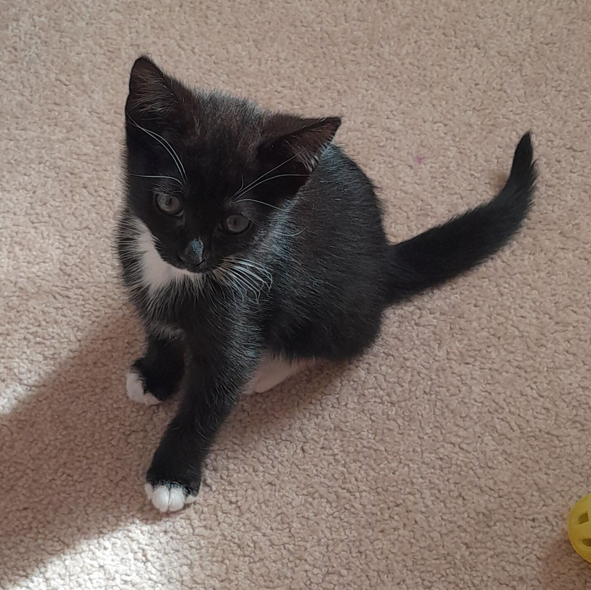 Gallery image: Shadow