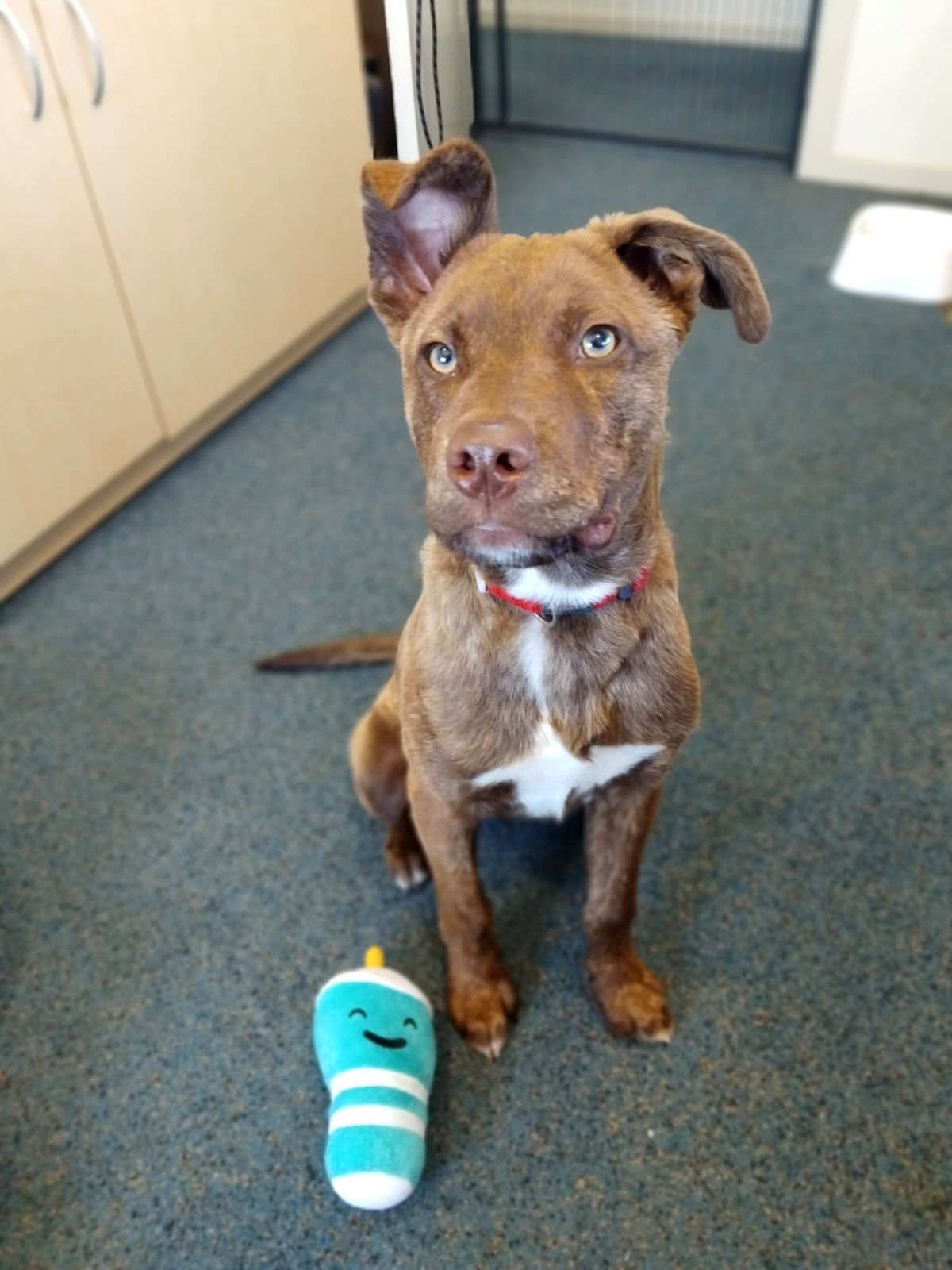 Gallery image: Ringo 