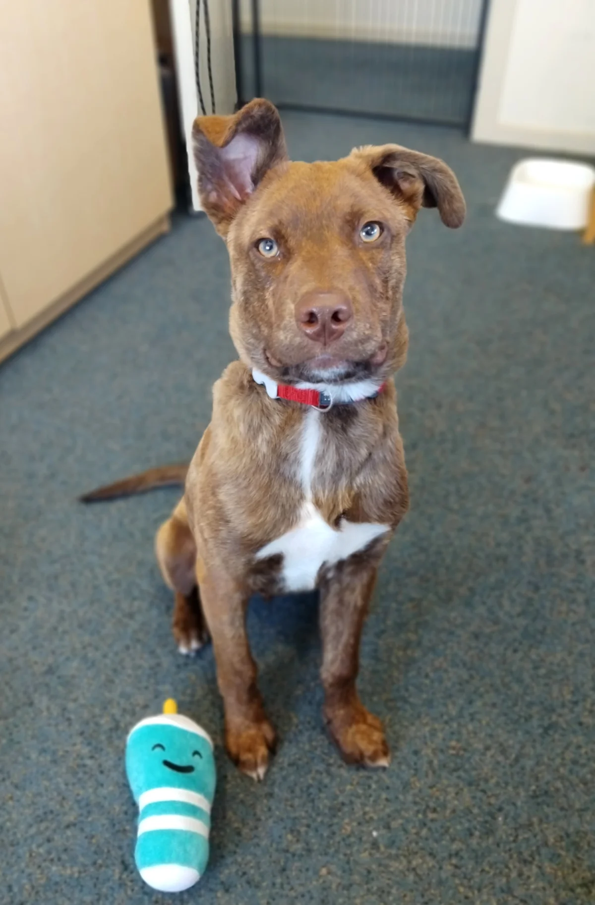 Gallery image: Ringo 