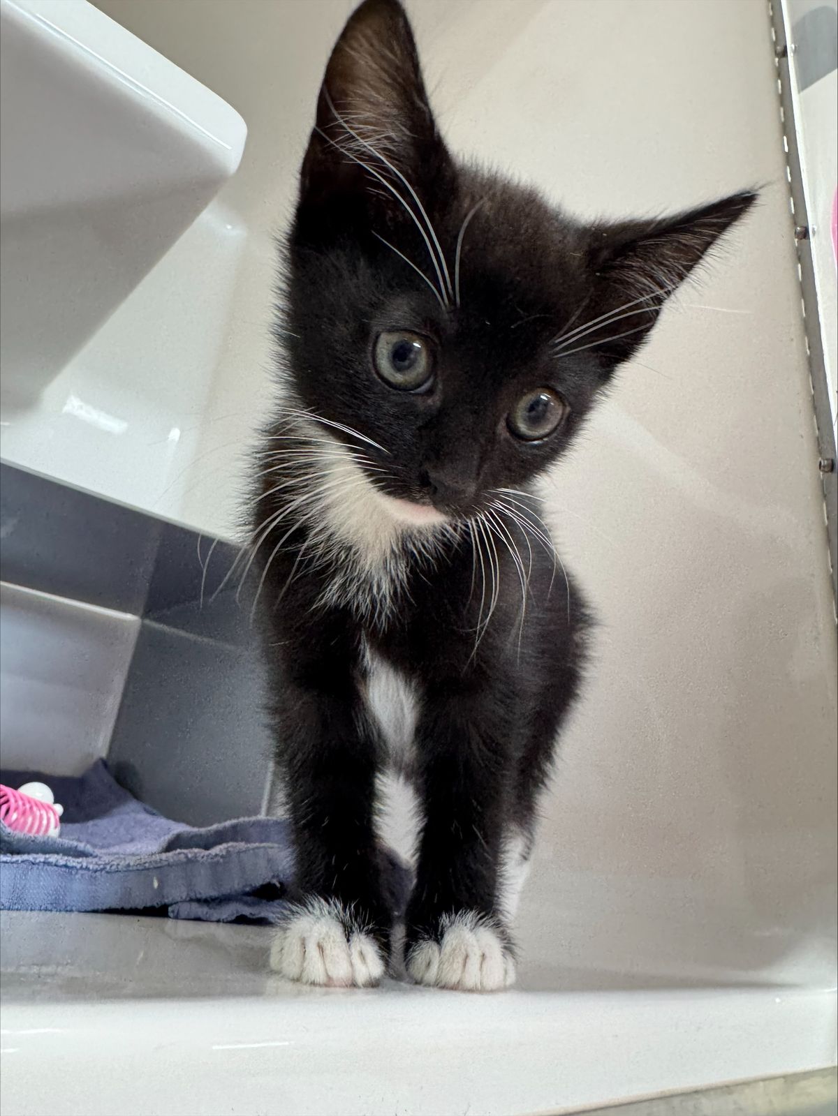 Gallery image: Shadow