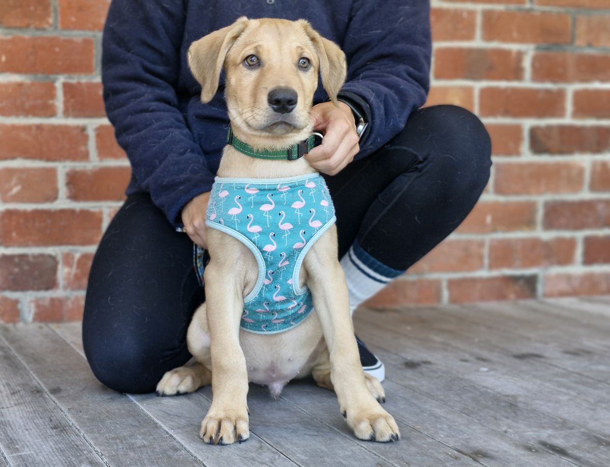 Gallery image: Scooby 