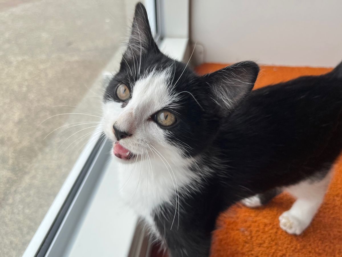 Gallery image: Aramis