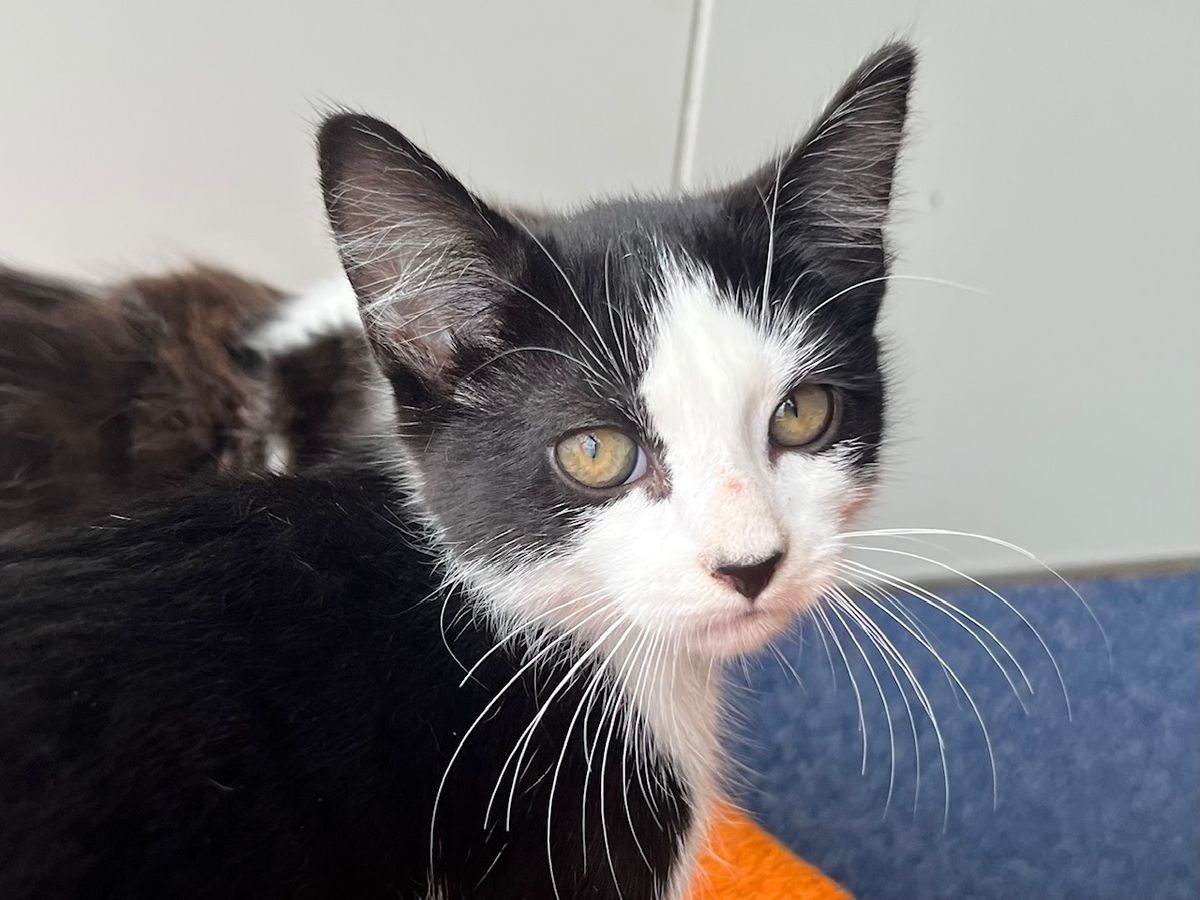 Gallery image: Aramis