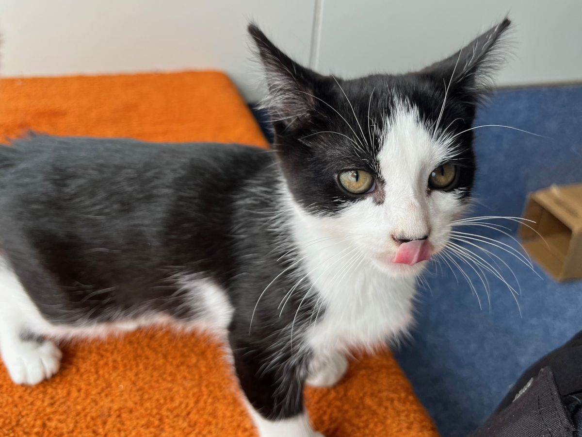 Gallery image: Aramis