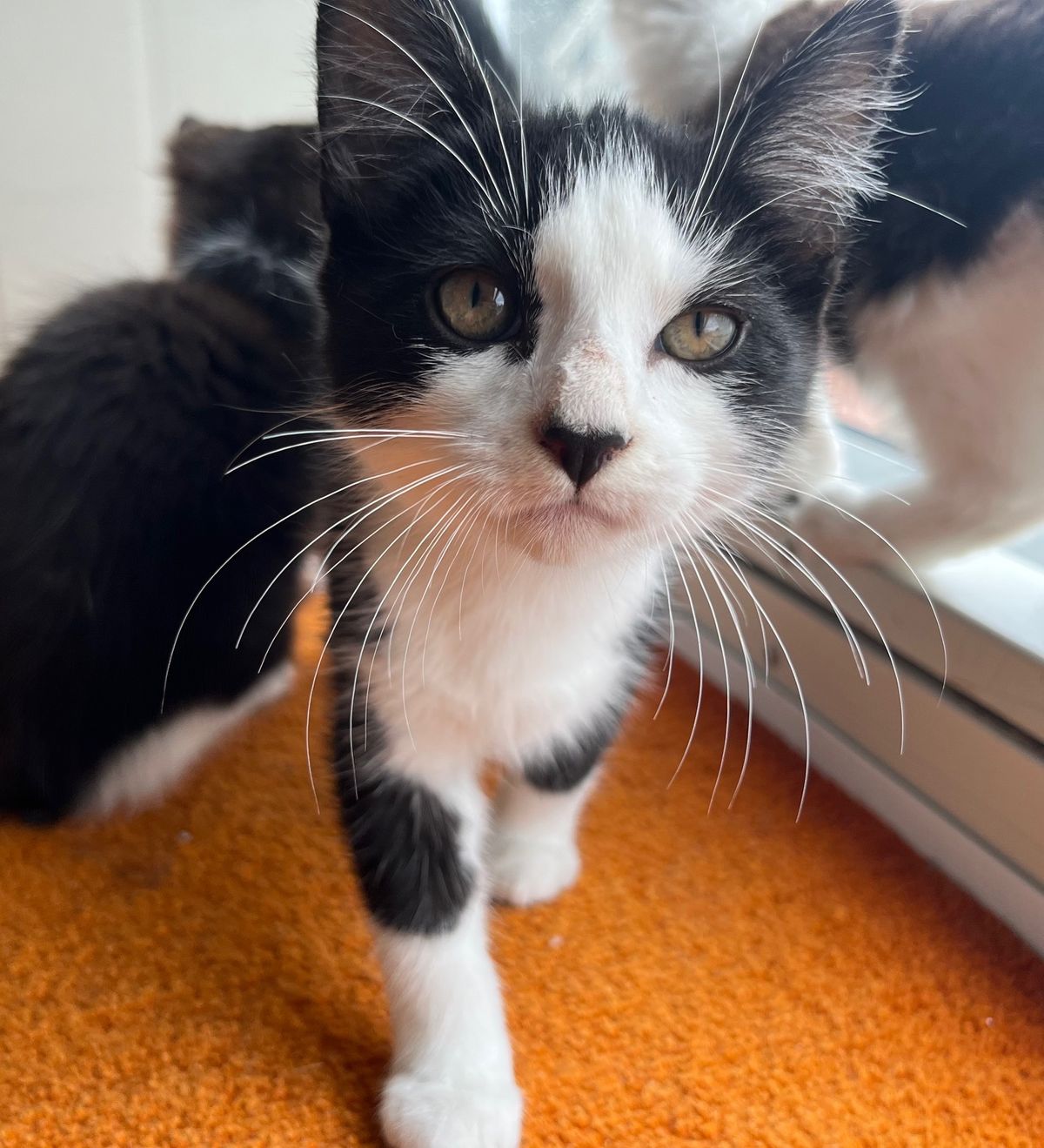 Gallery image: Aramis