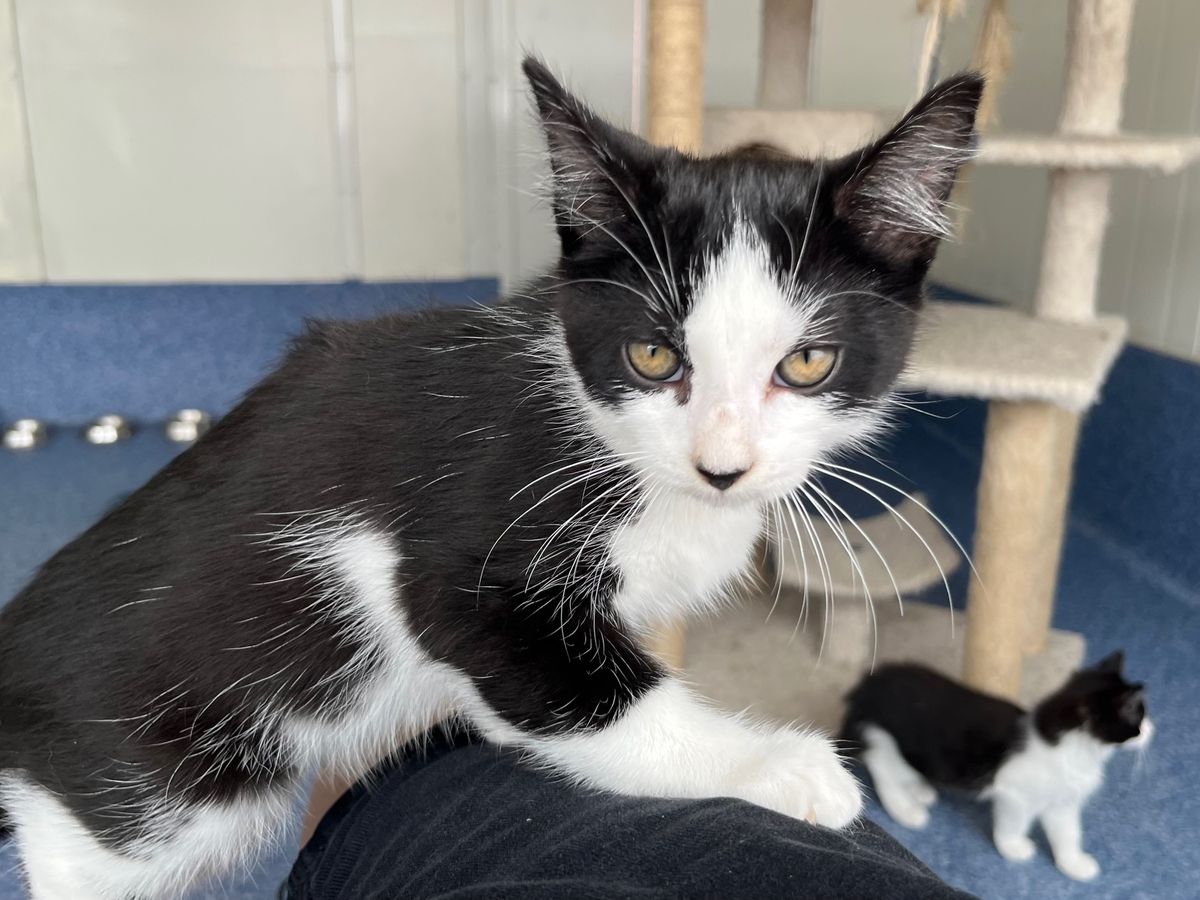 Gallery image: Aramis