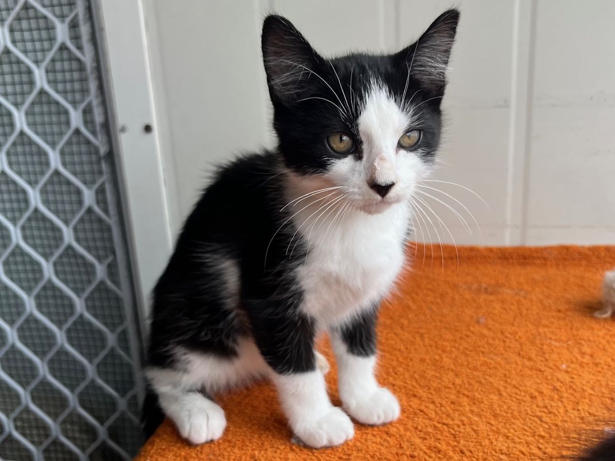 Gallery image: Aramis