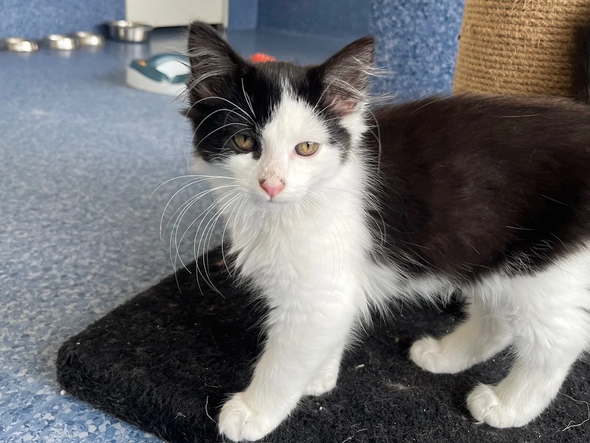 Gallery image: Porthos