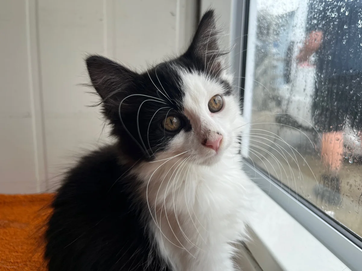 Gallery image: Porthos