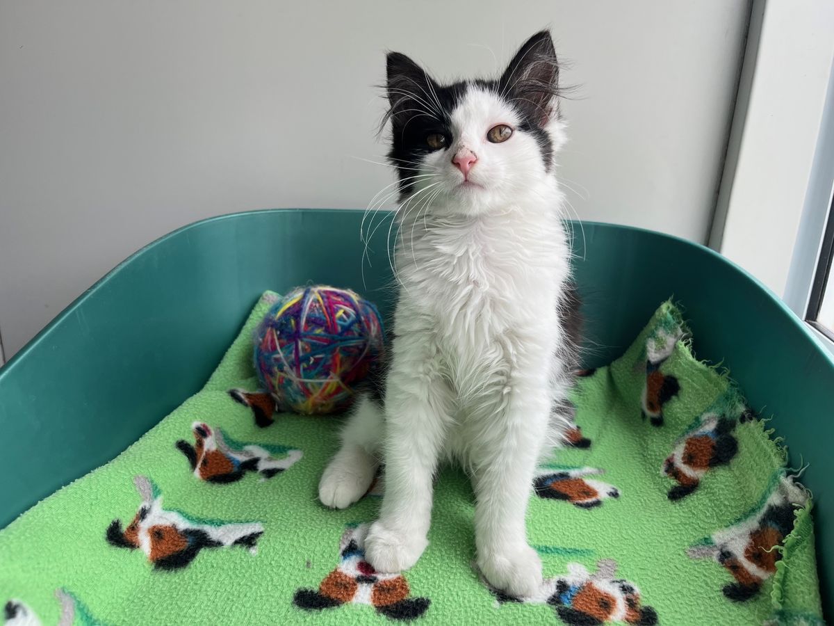 Gallery image: Porthos