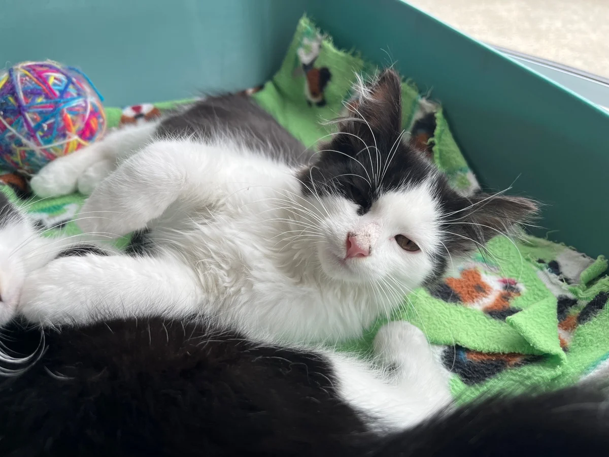 Gallery image: Porthos