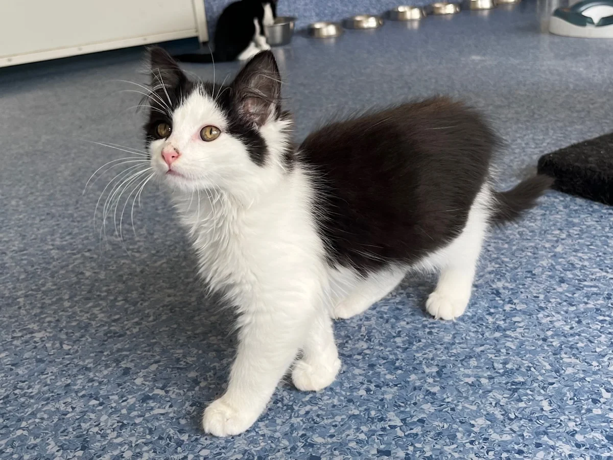 Gallery image: Porthos