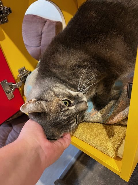 Gallery image: Lucky-Lu