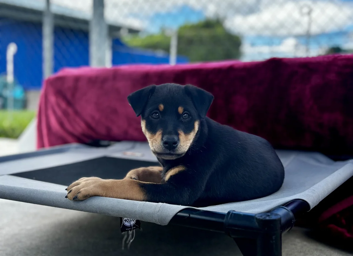 Gallery image: Amber