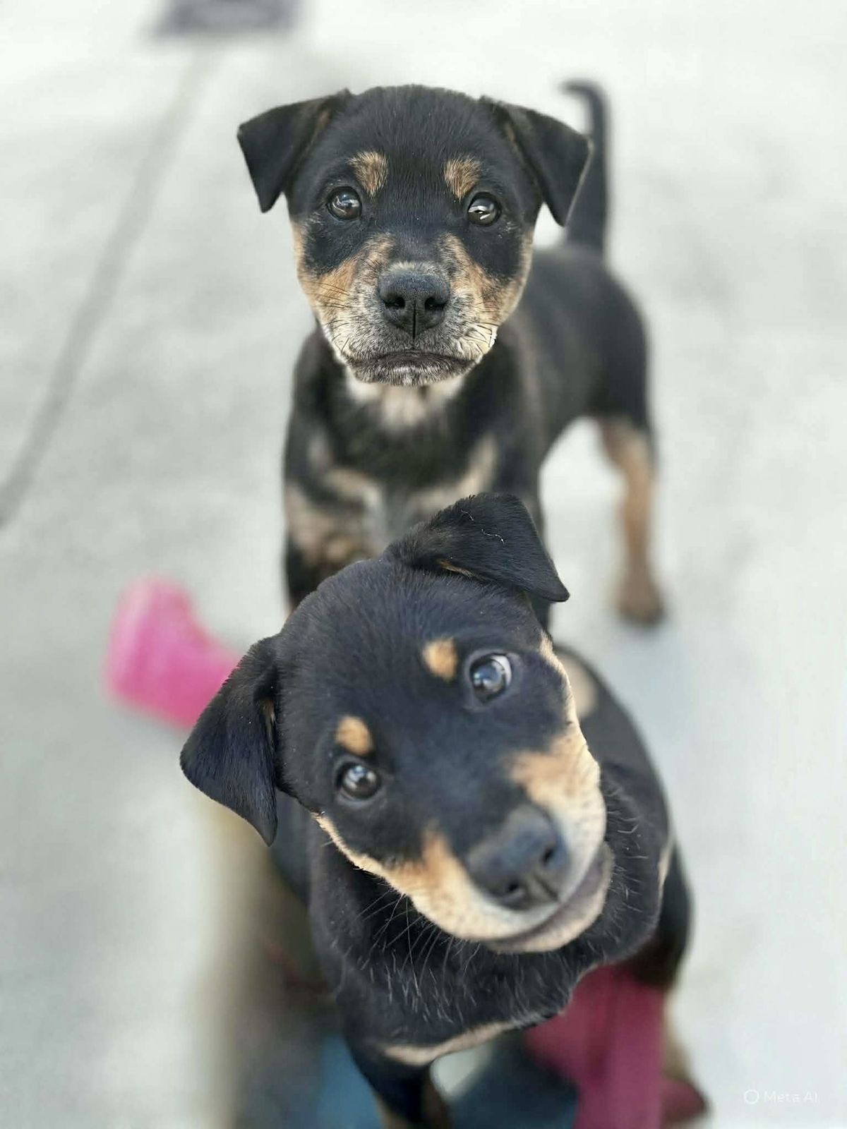 Gallery image: Amber