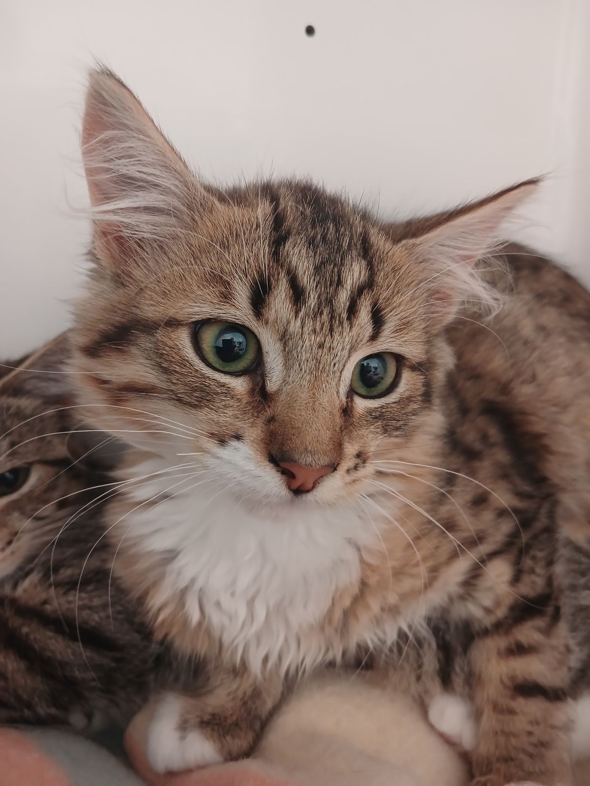 Gallery image: Tiger Lily