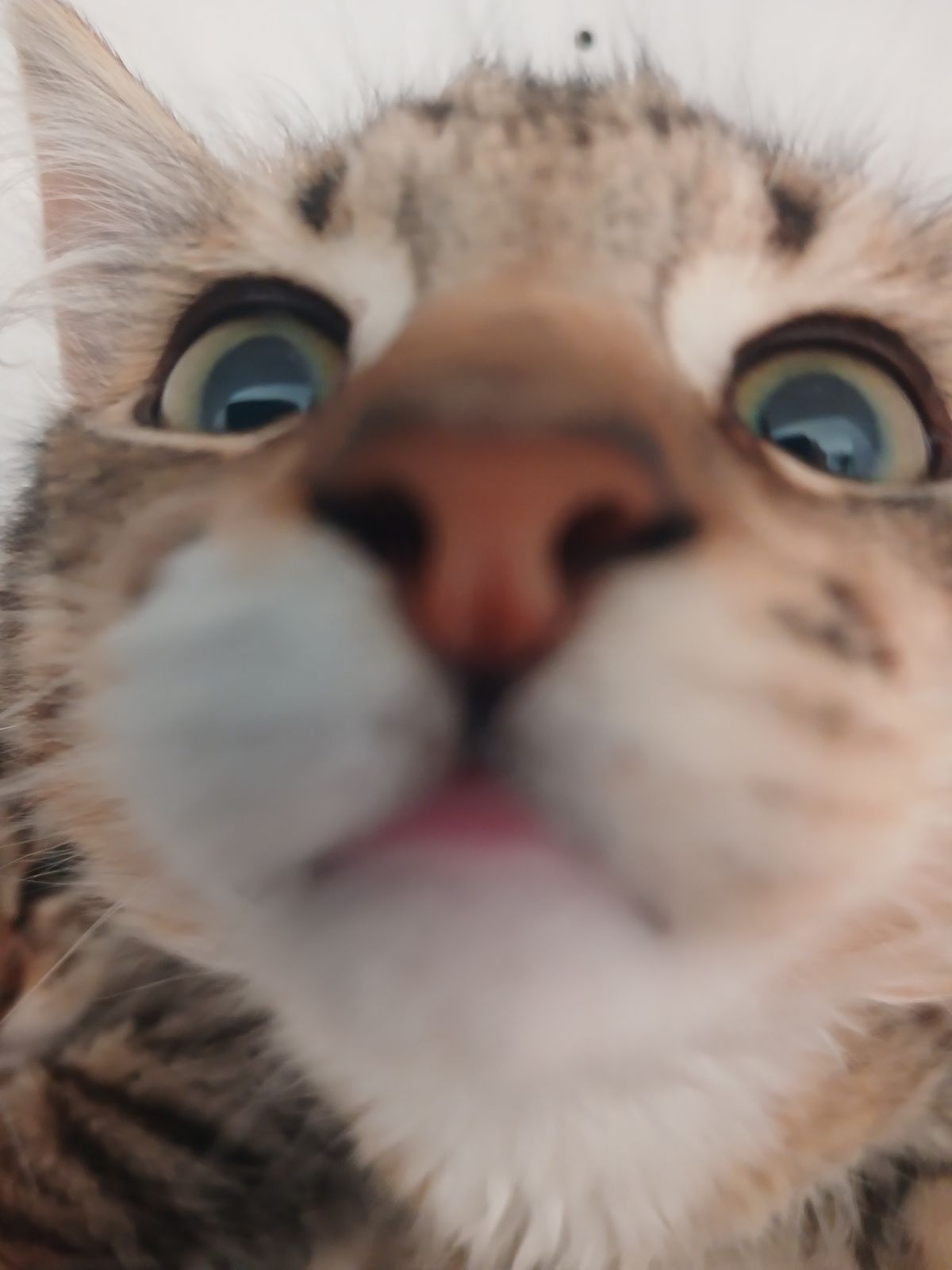 Gallery image: Tiger Lily